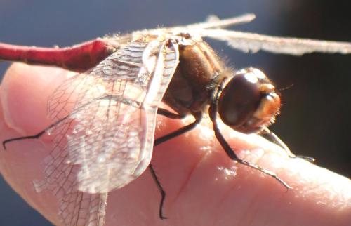 Réf. 354 267 : Sympetrum vulgatum